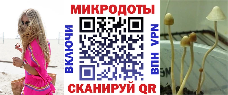 дарнет шоп  Купино  Псилоцибиновые грибы Cubensis 